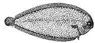 Bathysolea profundicola_claves.jpg
